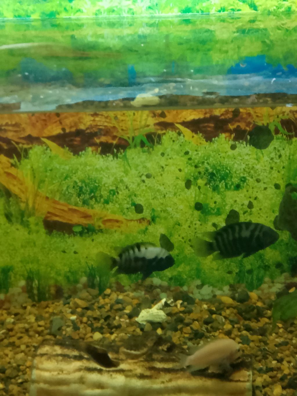 Природа и птицы.