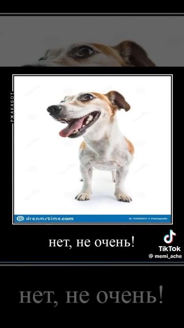 собака игралась с банкой а банка взорвалась