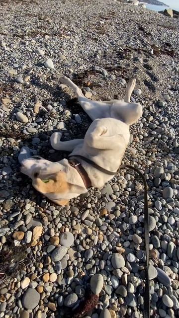 Грациозная Тесла ищет семью❤️ Молодая, общительная добрячка