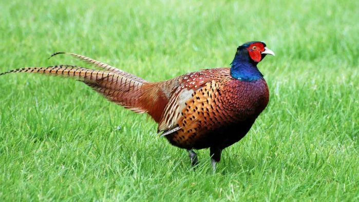 Охота на фазана с подхода без собак