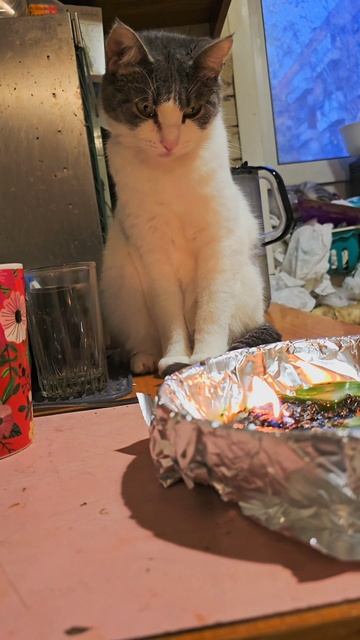 Семён #кошки #кошкодубли #integral_a