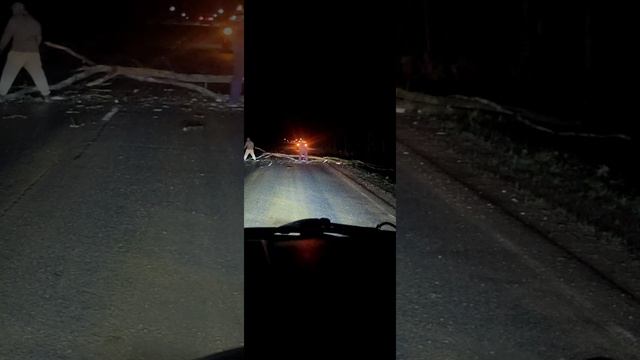 как я и мужичок справились с медведем на дороге,то есть с деревом.