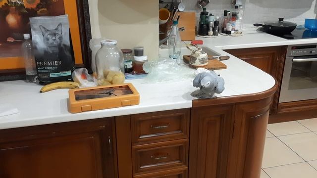 Попугай Жако Ники.mp4