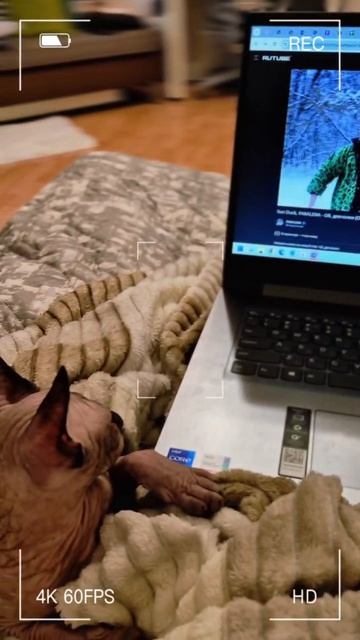 Ценитель RUTUBE #shorts #прикол #кот #юмор