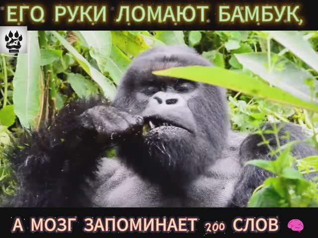 Невероятные факты: Горилла: король джунглей с сердцем философа 🦍