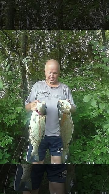 Живое фотографие, два толстолоба.