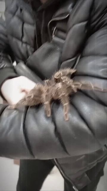 Lasiodora Parahybana - ПАУК - ЛОШАДЬ...