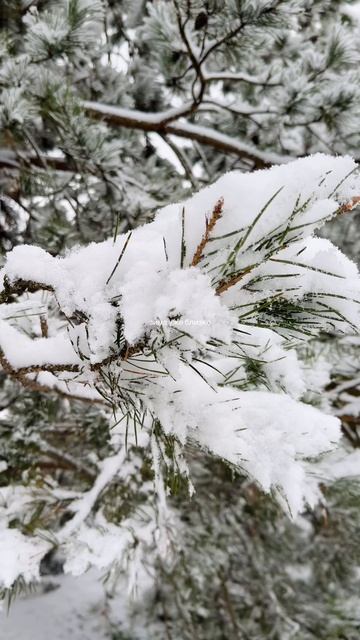 Зима уже близко ❄️💙❄️
