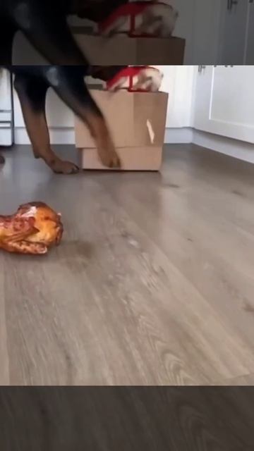 Собачий фэн-шуй. Раздражителей убирают... Ибо не***