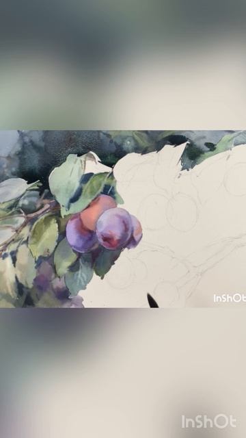 Сливы. Акварель. Ласаева Марина