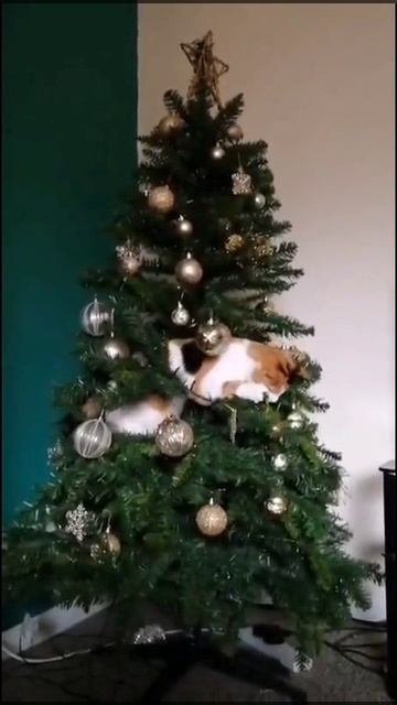 скоро во всех домах страны 💚🌲🎄