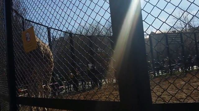 Весёлый Жираф. (Giraffa). Московский зоопарк (Moscow Zoo).