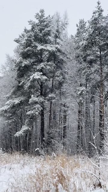 Заснежило 💙❄