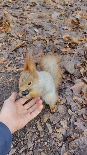 эксперимент с белкой)