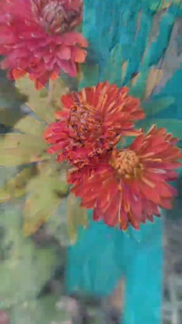 Цветы украшают наш мир.