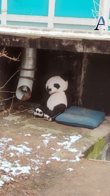 Увидел этого бедного панду и не мог просто пройти мимо, сделал фото, а дальше уже творческое настрое