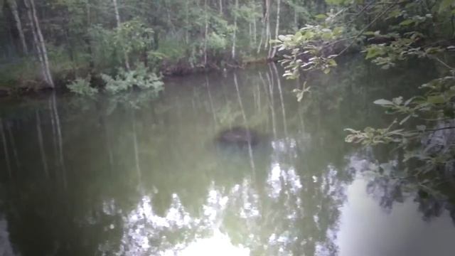 Головастики мутанты