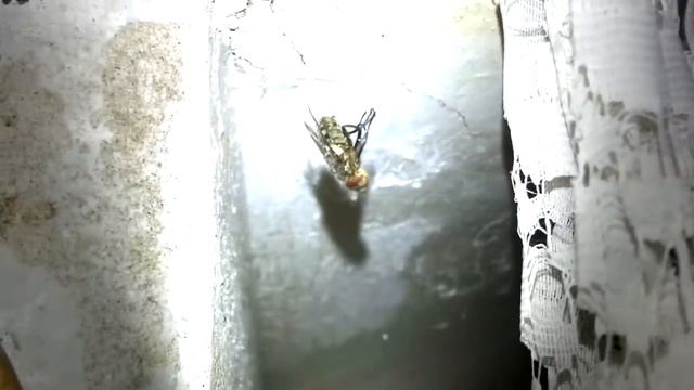 Заснят на камеру шокирующий пир пауков. Очередной кошмар...