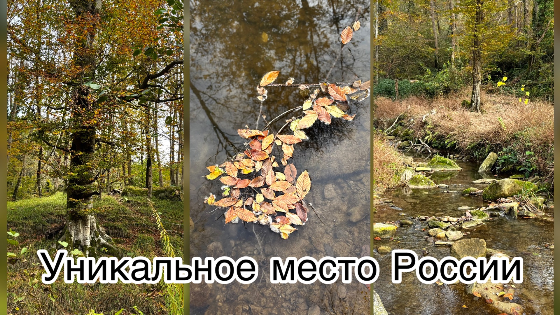 Природа Сочи удивляет. Что Сталин велел высадить на одном из склонов