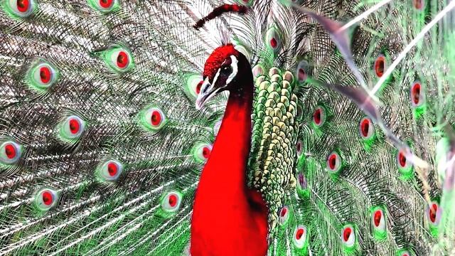 Доклад о павлинах