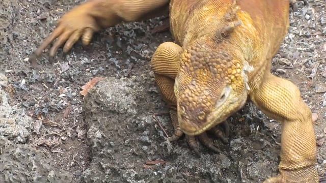 Наземный ягуан..)