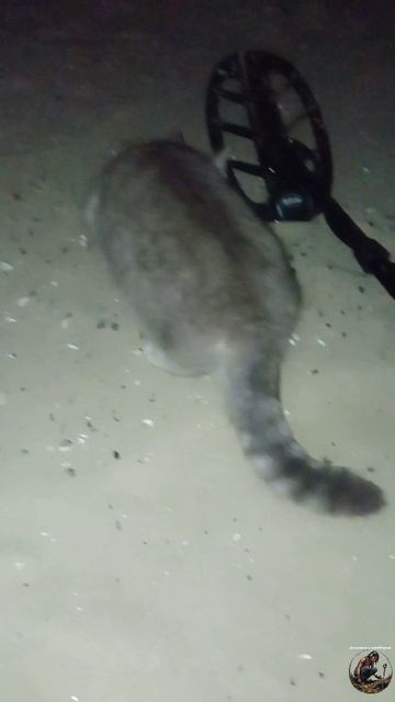 Странная гостья на копе)