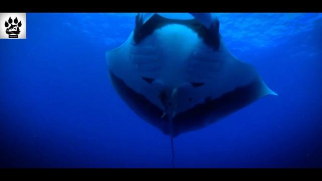 Невероятные факты: Манта — исполин с мозгом гения и сердцем исследователя 🦇