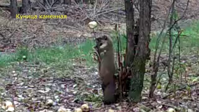 Куница_каменная