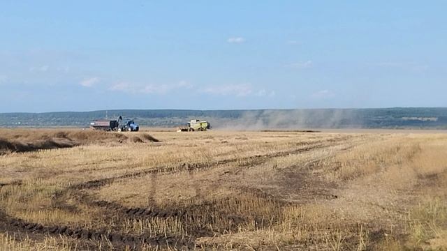 Конец уборки рапса.