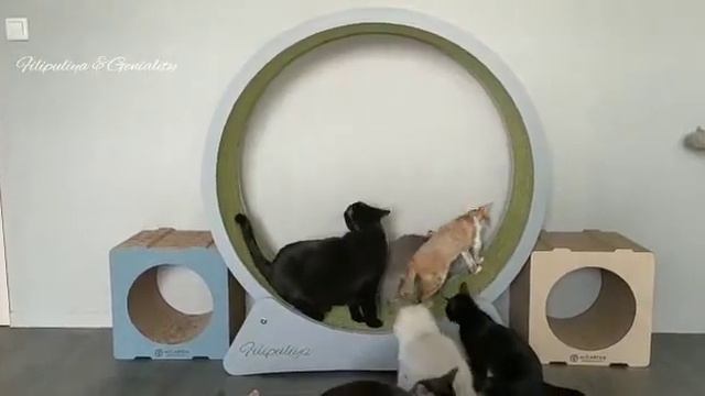 Geniality, спорт, Cats! Колесо дружбы))