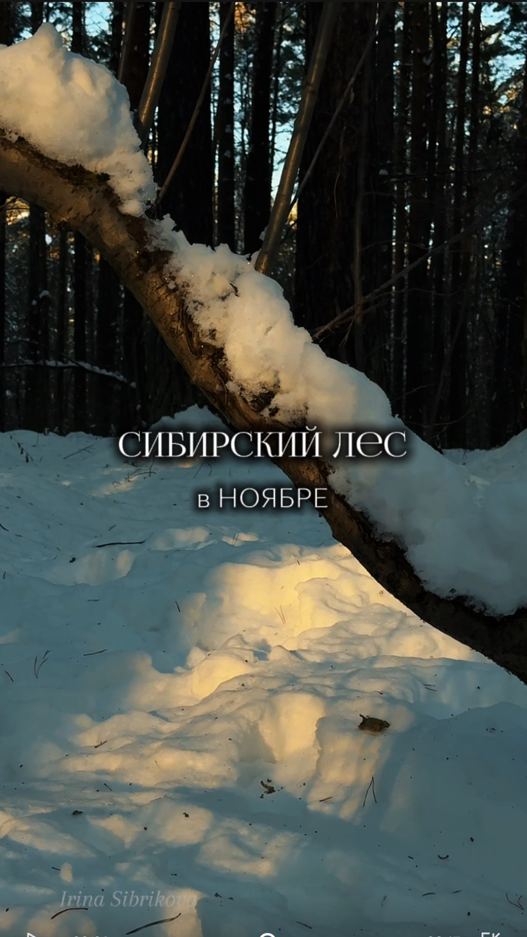 СИБИРСКИЙ ЛЕС в ноябре 🌲☃️