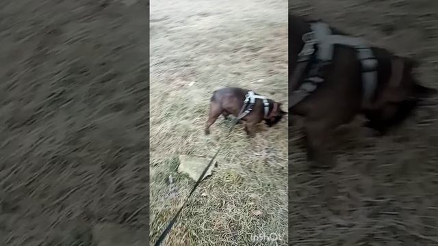 Прогулка утром с морозом