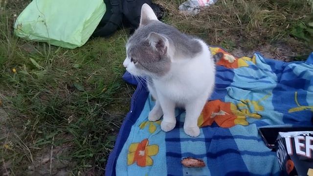 Томас на пикнике