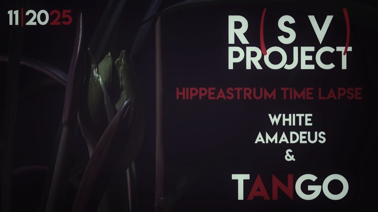 Hippeastrum White Amadeus | 11/2025