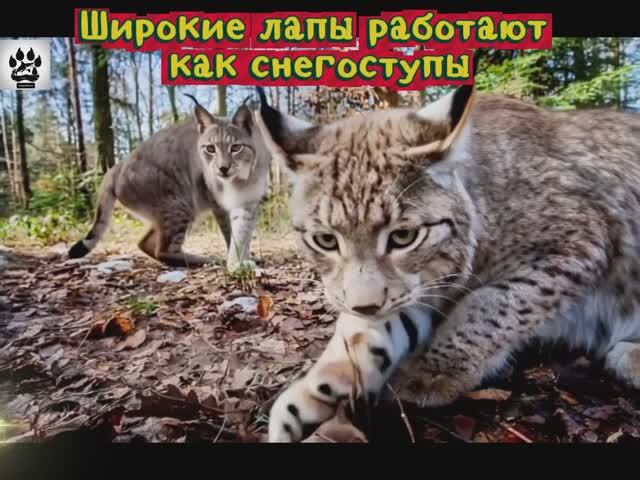 Невероятные факты: Рысь — призрак хвойного леса 🌲