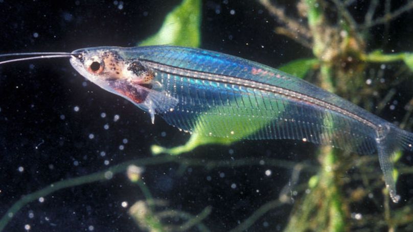 Прозрачные животные