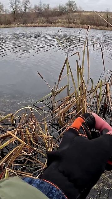 Bearking Varuna или TsuYoki Chance?