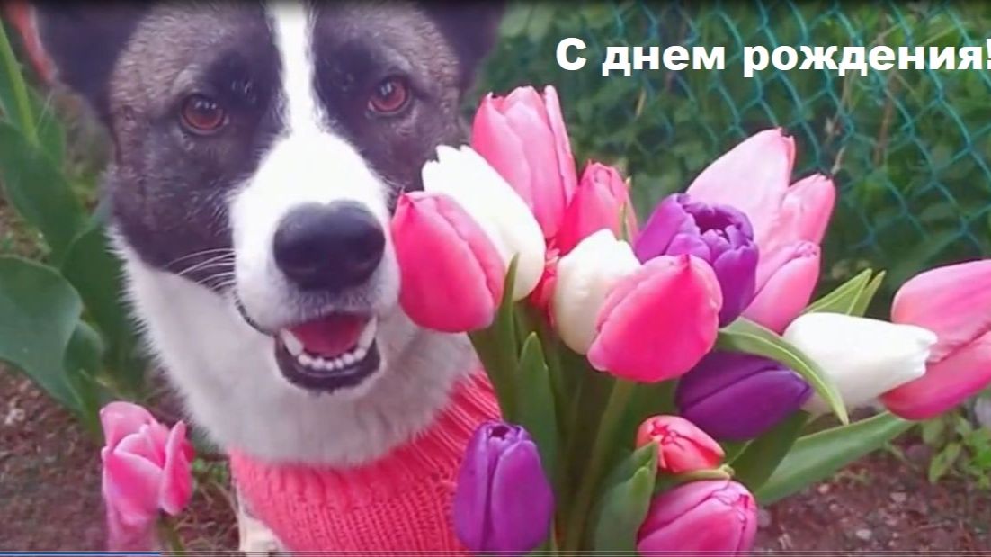 Собака Алиса поздравляет вас с днем рождения!