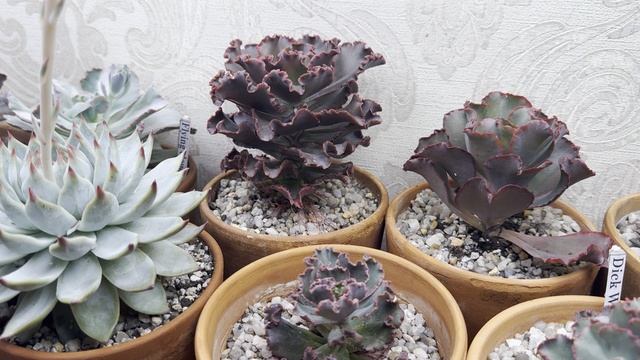 Суккуленты  2025