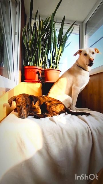 Щенок Фогги ищет семью❤️