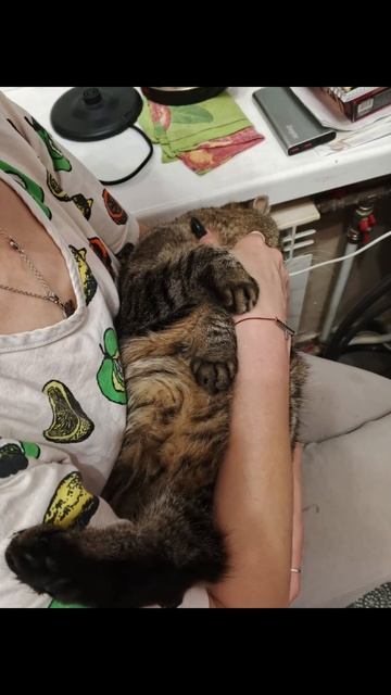 Спять усталые игрюшки