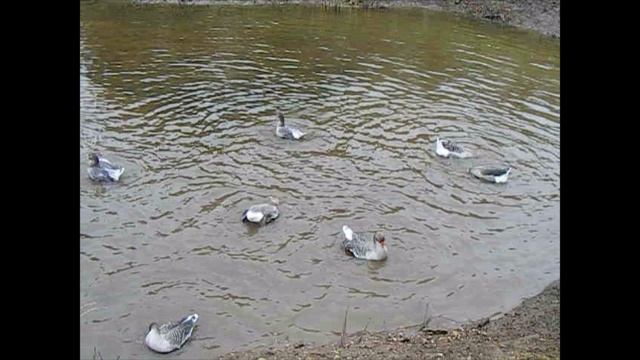 Великий Устюг. Современная Усадьба. За компанию и гусь искупался.