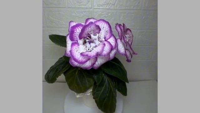 F3b5ddb0ec6b198485e4656129220a65