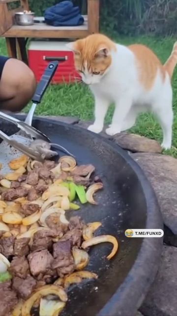 и мне обжарь