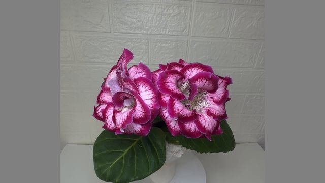 A52a1860e668f976b02c3238d6e18984