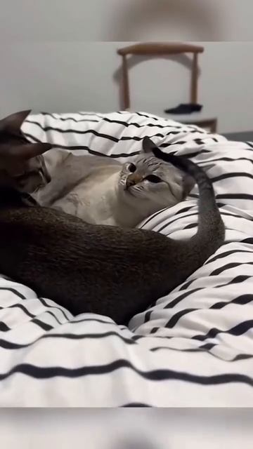 Приколы с котами