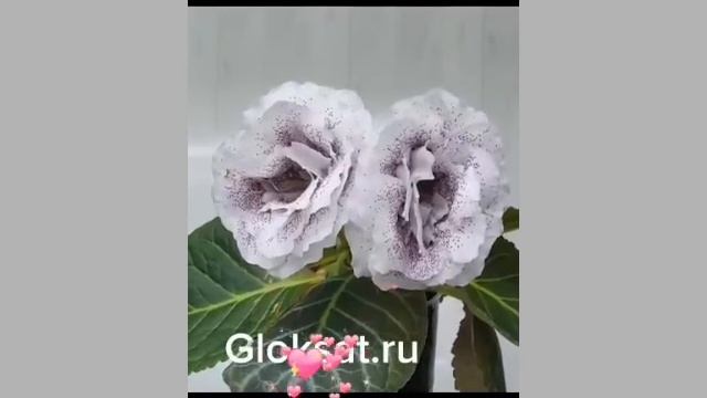 2371454c97337e7582d106c372ae3ee8