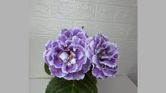 A7d4d950b8603ac6c8905fb182bbd9f9