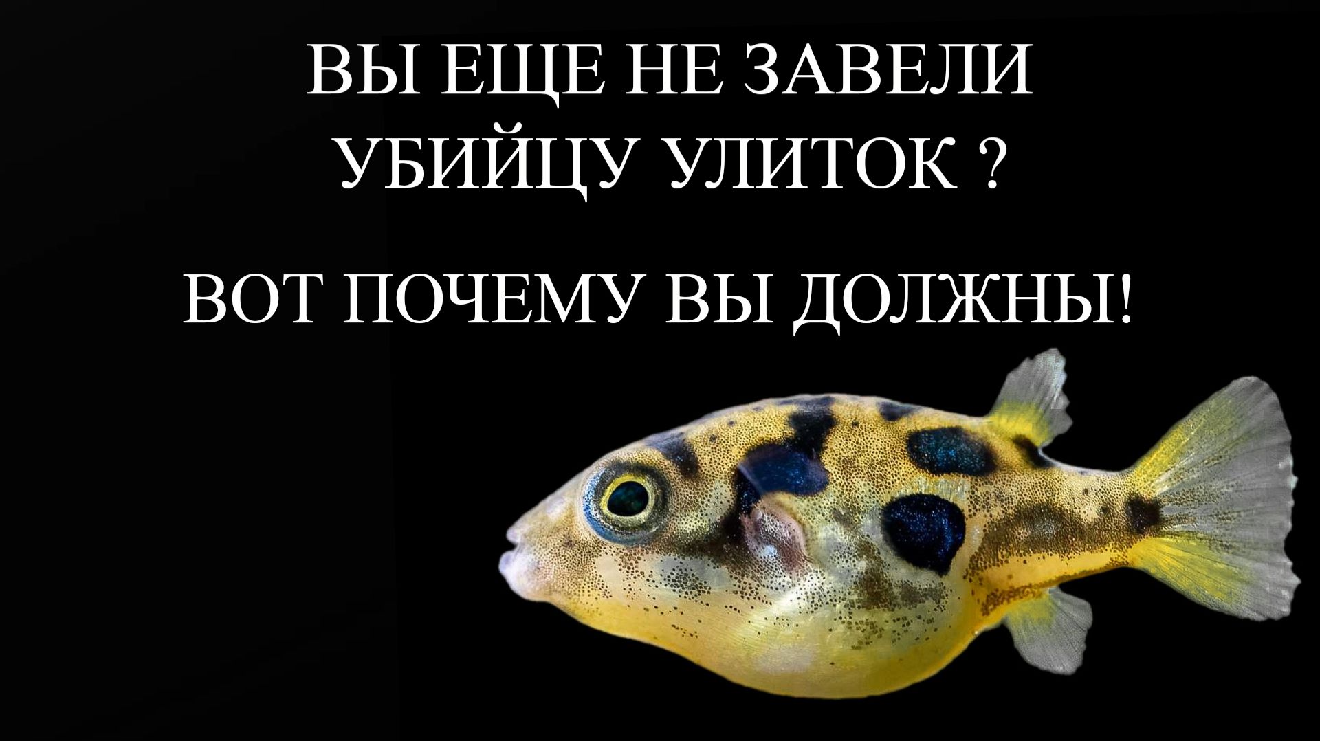 Тетрадон: Маленький Гигант В Мире Аквариумных Рыб