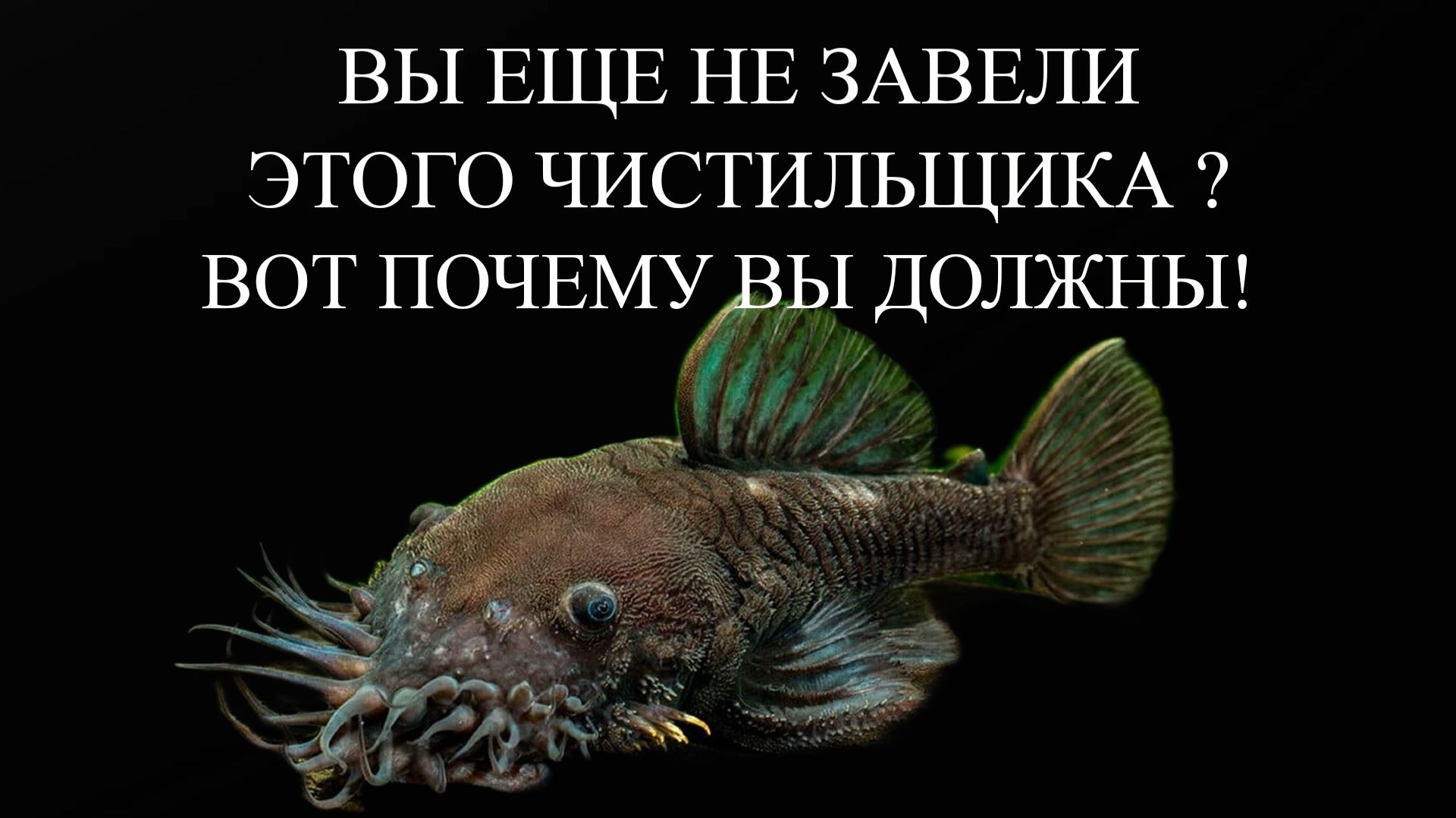 Сверхмощные и Стильные Аквариумные Чистильщики Анциструсы-Прилипалы